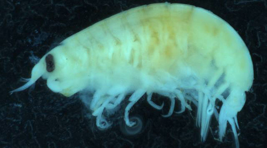 Click to enlarge flesh eating sea fleas