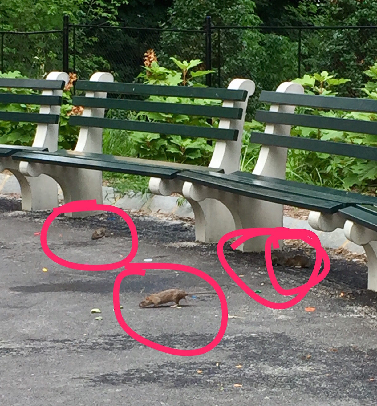 rats toll family playground manhattan