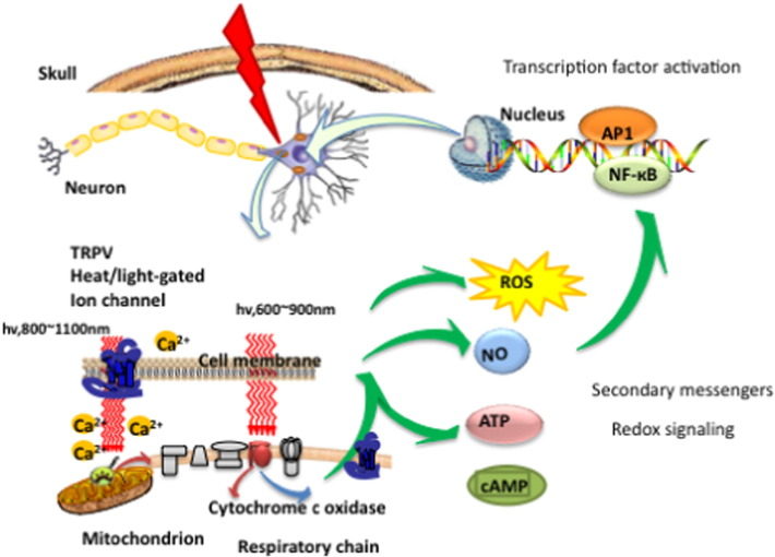 Click to enlarge low level light therapy