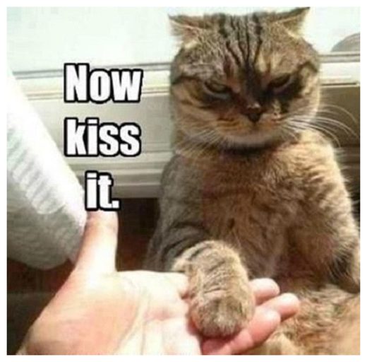 Click to enlarge Cats