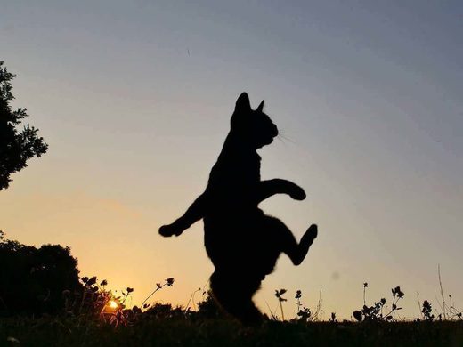Click to enlarge Marching Cat