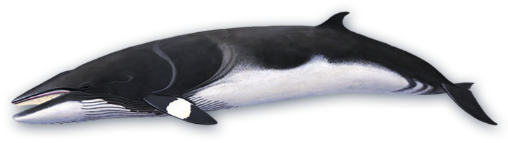 Minke whale
