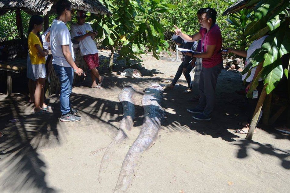 2 oarfish