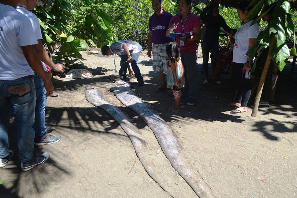 2 oarfish