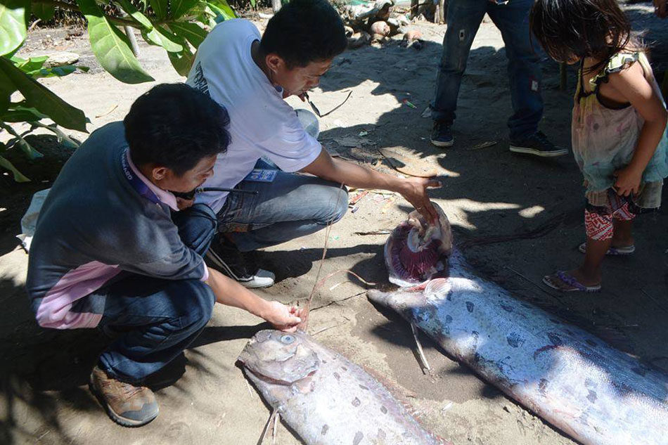 2 oarfish