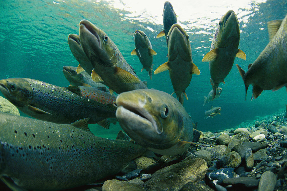 GMO Salmon
