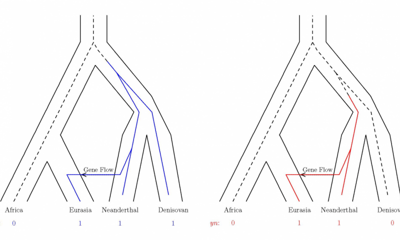 Click to enlarge population trees embedded gene trees, archaic DNA human evolution