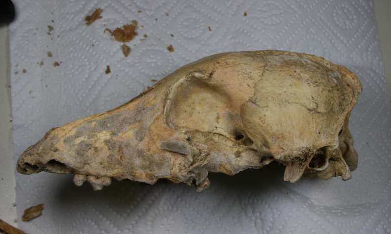 Click to enlarge Neolithic dog sull