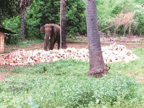 The rogue elephant that has killed at least 15 people is seen in Sahibganj district of Jharkhand.