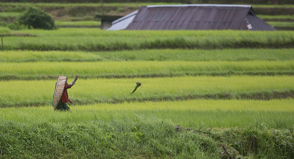 Click to enlarge rice paddies