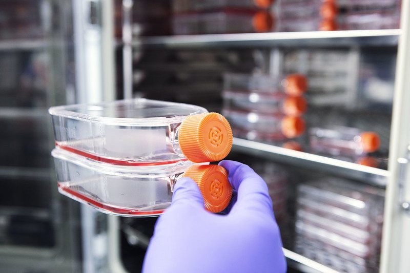 Click to enlarge stem cells