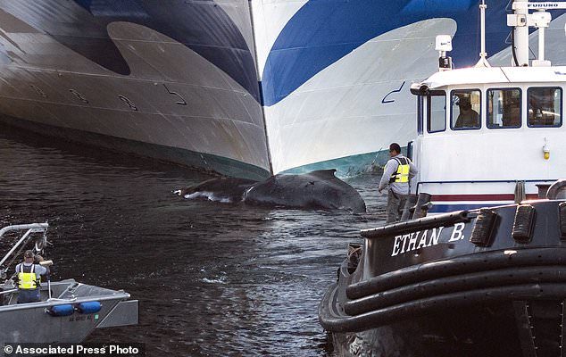 A dead humpback whale was pulled from the bow of the Grand Princess cruise ship Wednesday in Ketchikan, Alaska