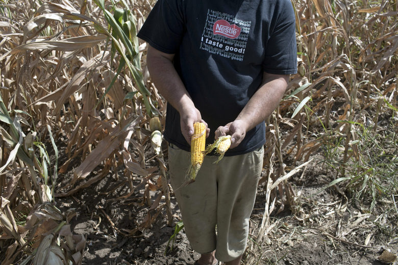 Pavel Tordaj, 42, a farmer, shows corn damaged by drought as he stands inside his field of corn in Padina, Serbia, Thursday, Aug. 10, 2017.