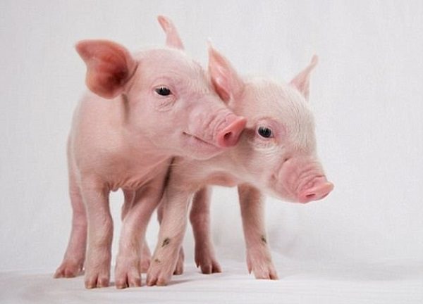 Click to enlarge Pigs