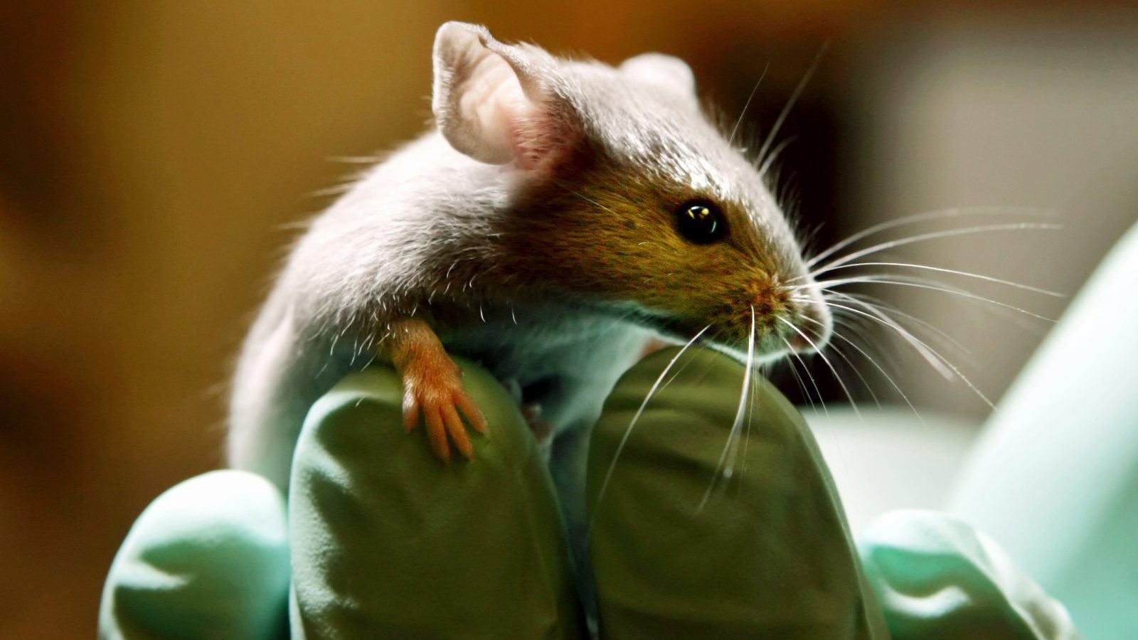 mouse
