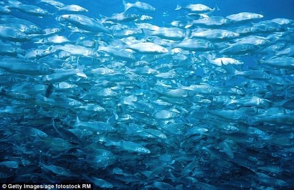 Fish