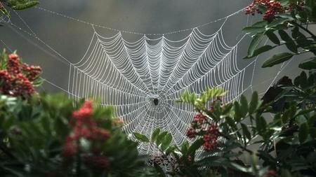 Click to enlarge Orb weavers during an eclipse