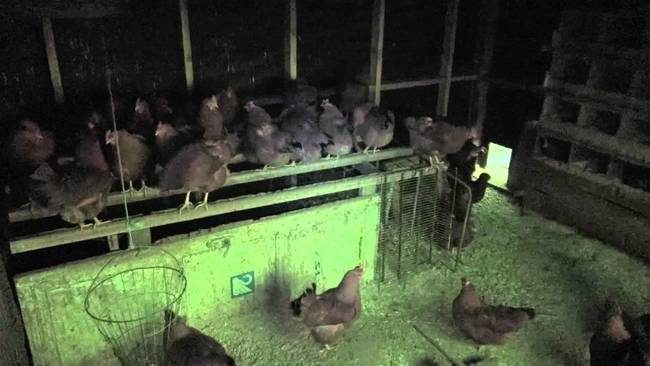 Chickens during an eclipse