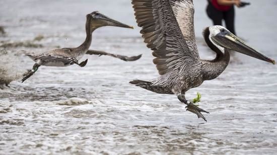 Click to enlarge Brown pelicans fly over Goleta Beach in Southern California. Similar birds in Venezuela were found to alter their behavior during a solar eclipse.