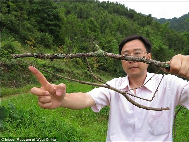 stick insect