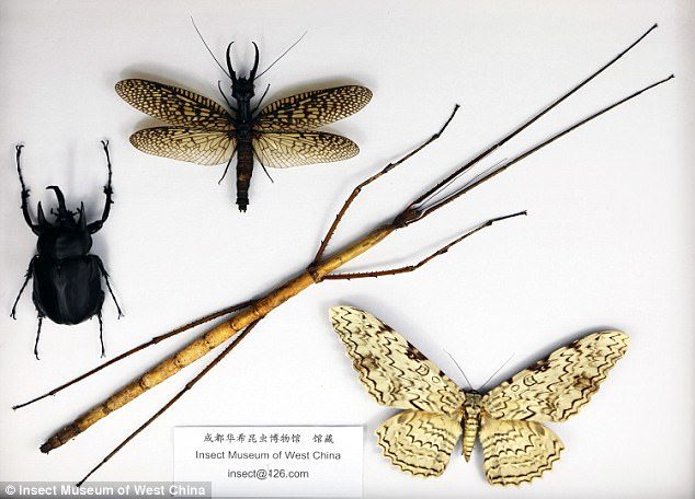 Click to enlarge insects