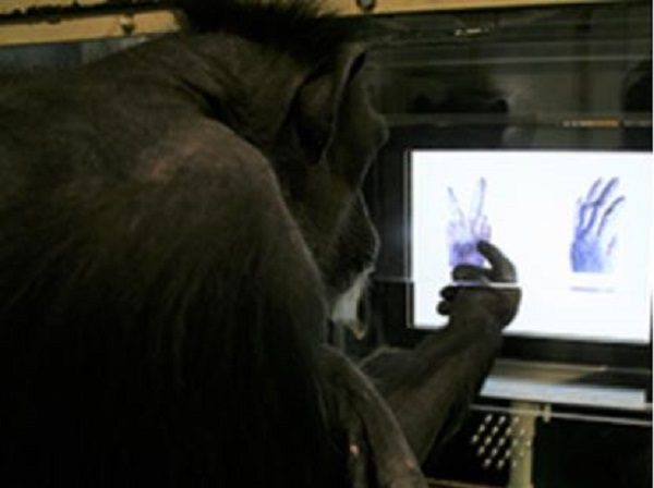 chimp at computer