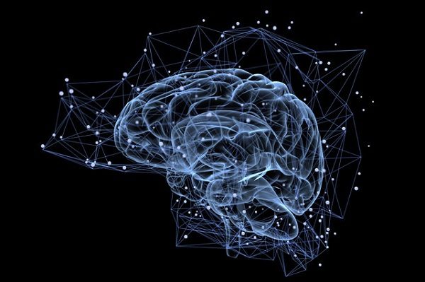 The brain