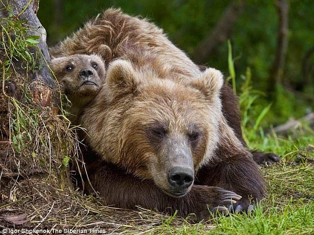 Mr Lopukhin said he had come across bears previously while picking mushrooms, but never faced an attack (stock image)