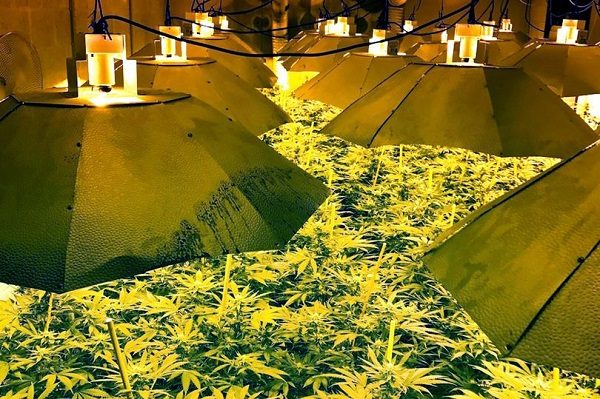 Weed