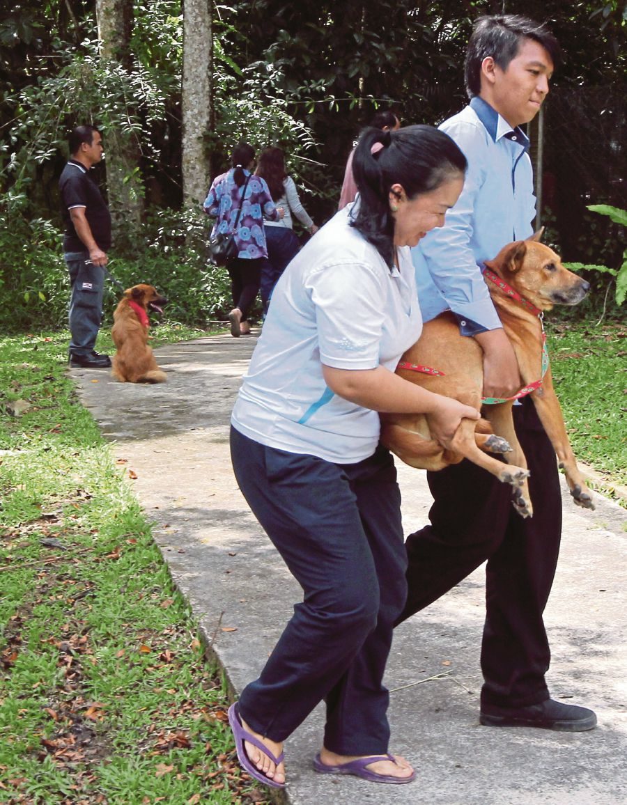 Click to enlarge The Sarawak Health Department said of the total, 84 involved domestic pets (dogs and cats), while eight involved feral animals (dogs, cats and rats).