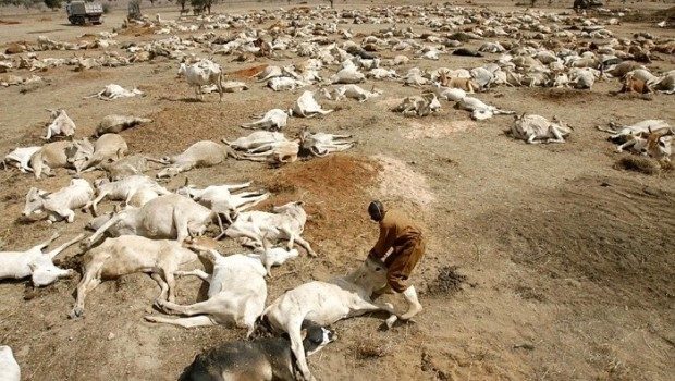 dead animals