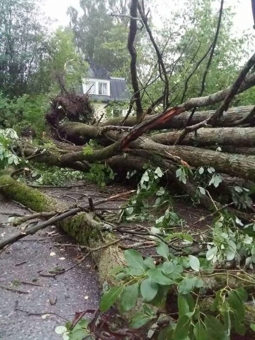 Click to enlarge Downed trees in the Helsinki district of Pirkkola