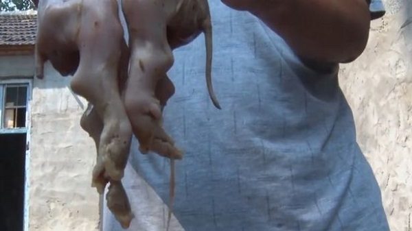 Deformed pig
