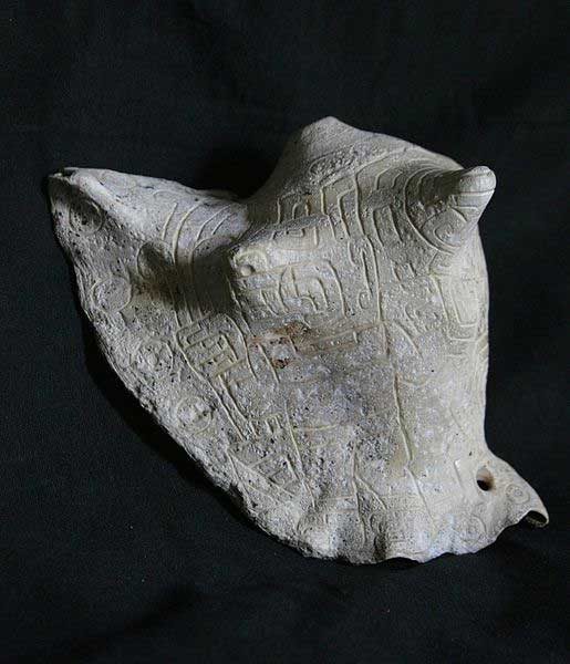 Engraved conch Strombus shell