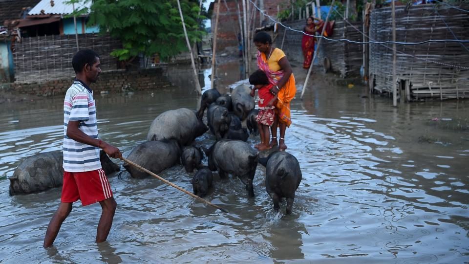 A Nepalese man guides his pigs through floodwaters in Janakpur, 300 km southeast of the capital Kathmandu, on August 14, 2017.