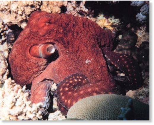 Oklahoma octopus