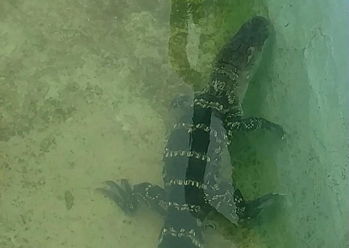Alligator New Jersey hotel