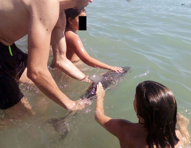 baby dolphin dies selfie