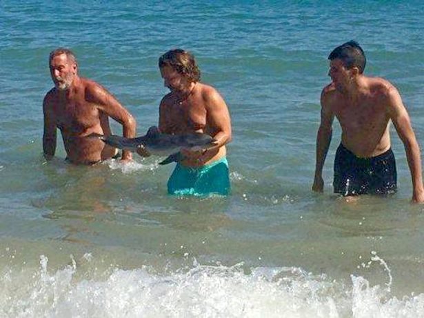 baby dolphin dies selfie