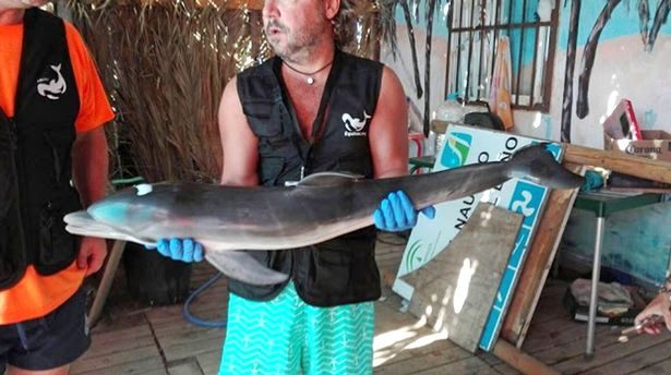 baby dolphin dies selfie