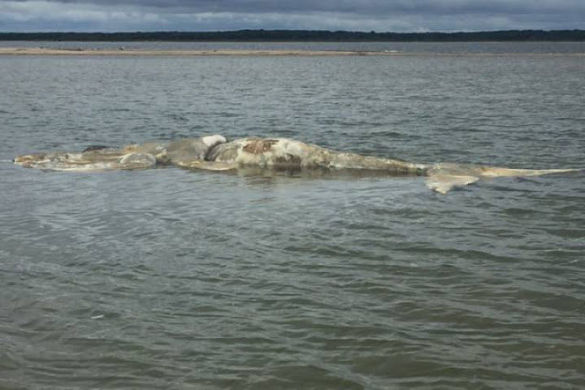 The carcass of a North Atlantic right whale is seen off of Edgartown, Mass. in Martha's Vineyard.