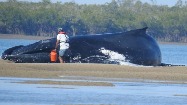 dead whale