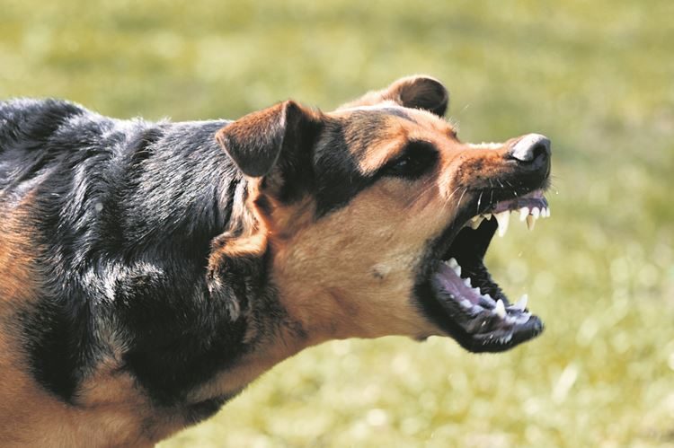 Police recorded more than 700 offences involving dangerous dogs.