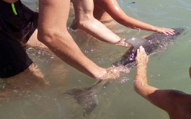 Baby dolphin dies from selfies
