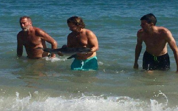 Dead baby dolphin