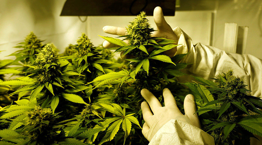 Click to enlarge marijuana plants