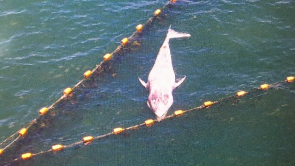 The carcass of a minke whale was found off Narragansett, Wednesday, Aug. 16, 2017.