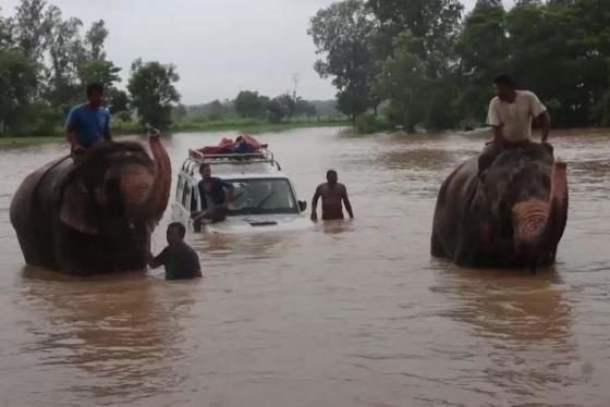 Dozens of elephants helped rescue tourists and residents left stranded after monsoon rain flooded a jungle safari park in Nepal
