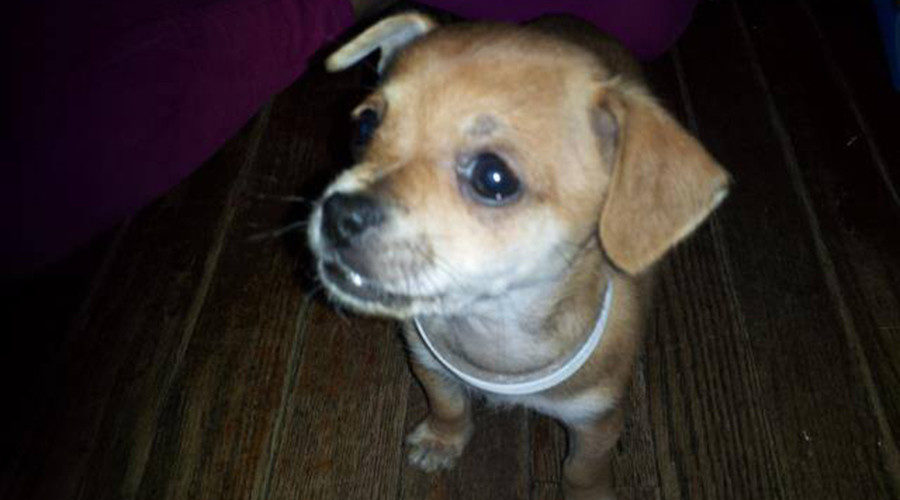 Click to enlarge little puppy