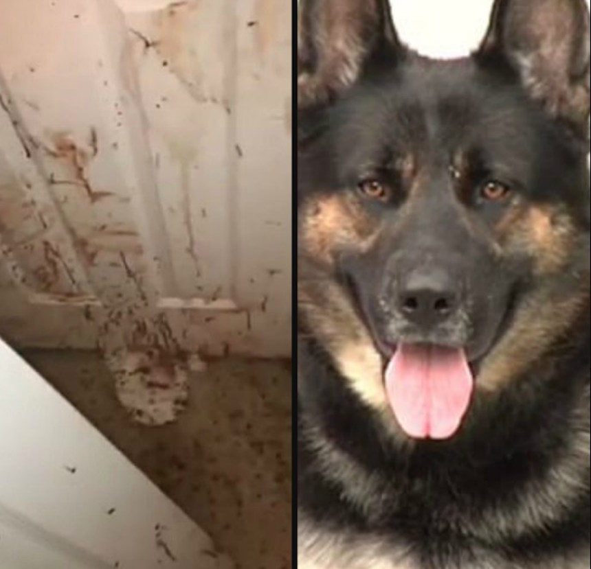 family dog attacks intruder richmond virgina